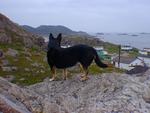 Max_checking_out_Ramea.jpg